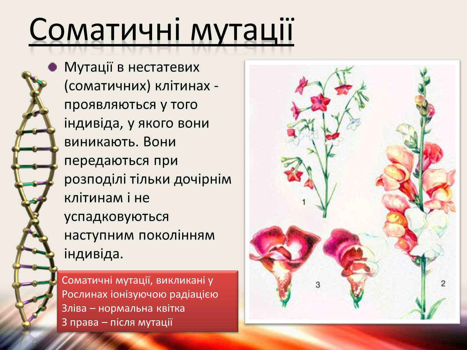 Презентація на тему «Види мутацій. Мутагени» - Слайд #4 Презентація на тему «Види мутацій. Мутагени» - Слайд #4