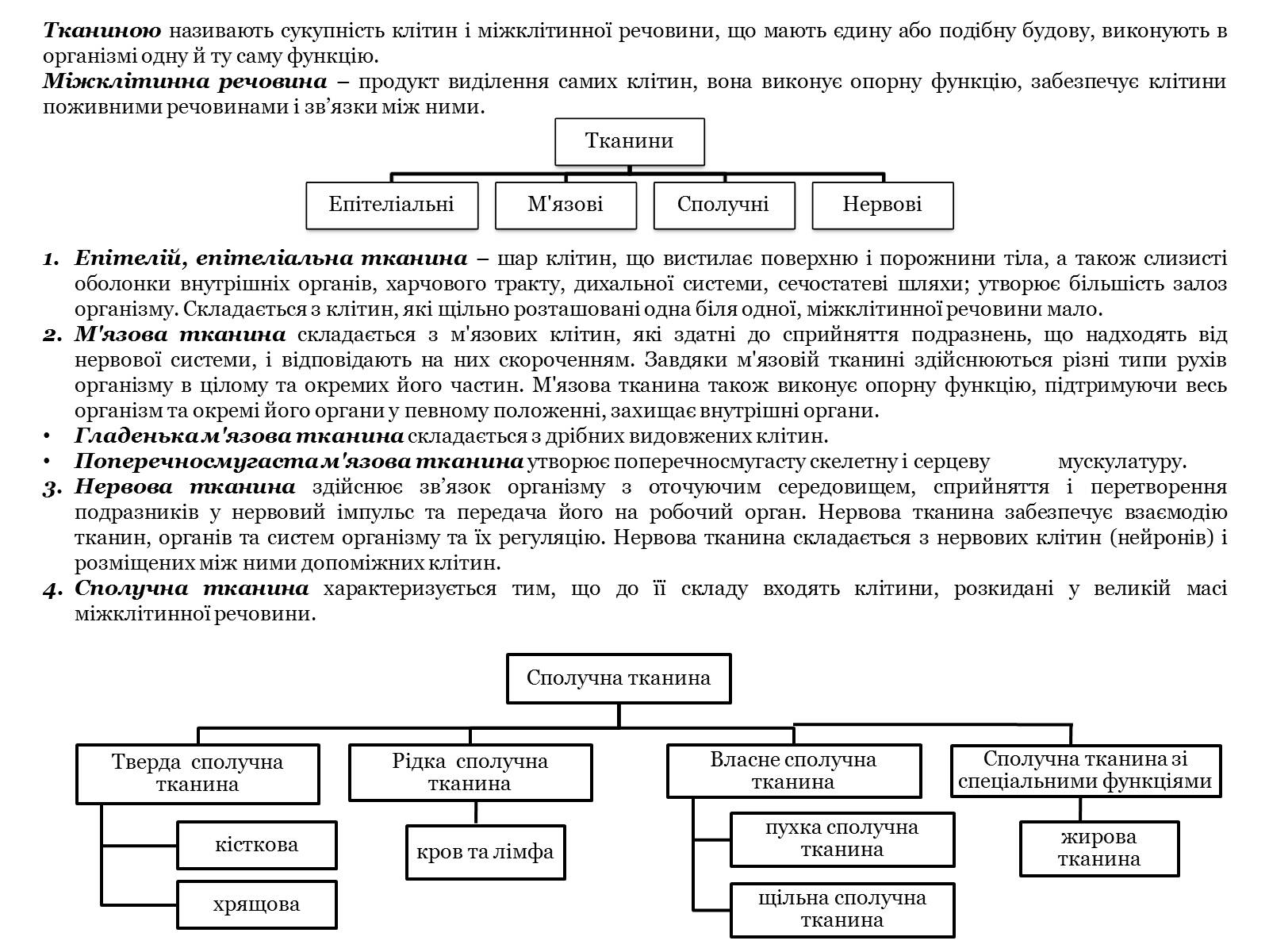 Презентація на тему «Тканини тварин. Їх функції» - Слайд #24 Презентація на тему «Тканини тварин. Їх функції» - Слайд #24