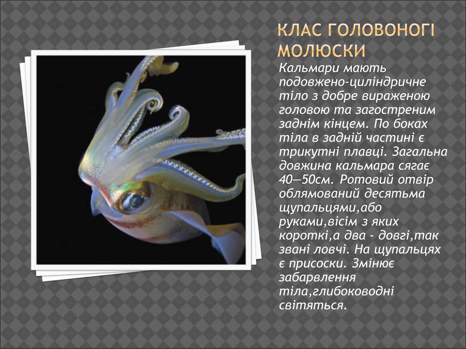 Презентація на тему «Тип Молюски. Різноманітність» - Слайд #11 Презентація на тему «Тип Молюски. Різноманітність» - Слайд #11