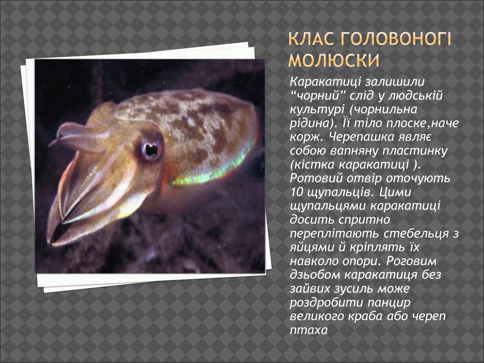 Презентація на тему «Тип Молюски. Різноманітність» - Слайд #14 Презентація на тему «Тип Молюски. Різноманітність» - Слайд #14