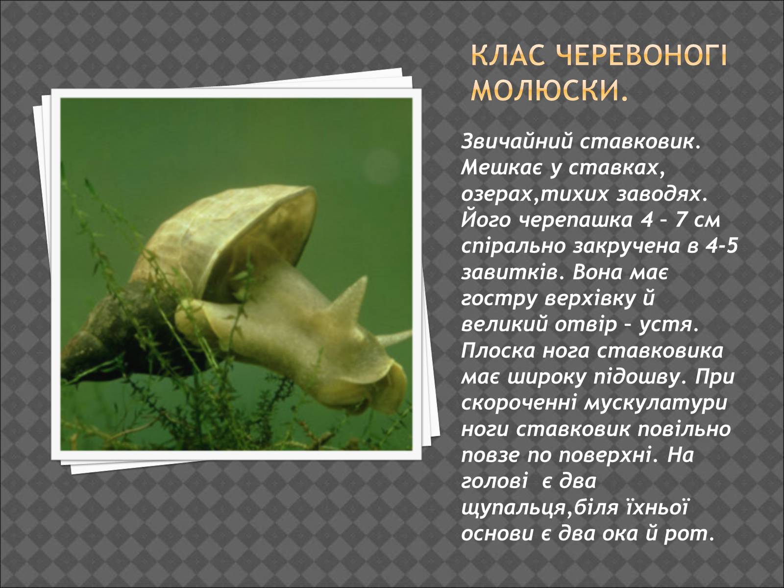 Презентація на тему «Тип Молюски. Різноманітність» - Слайд #2 Презентація на тему «Тип Молюски. Різноманітність» - Слайд #2