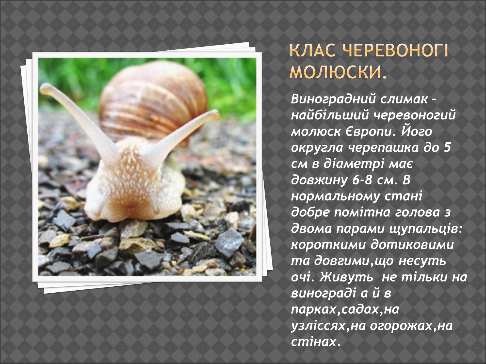 Презентація на тему «Тип Молюски. Різноманітність» - Слайд #3 Презентація на тему «Тип Молюски. Різноманітність» - Слайд #3