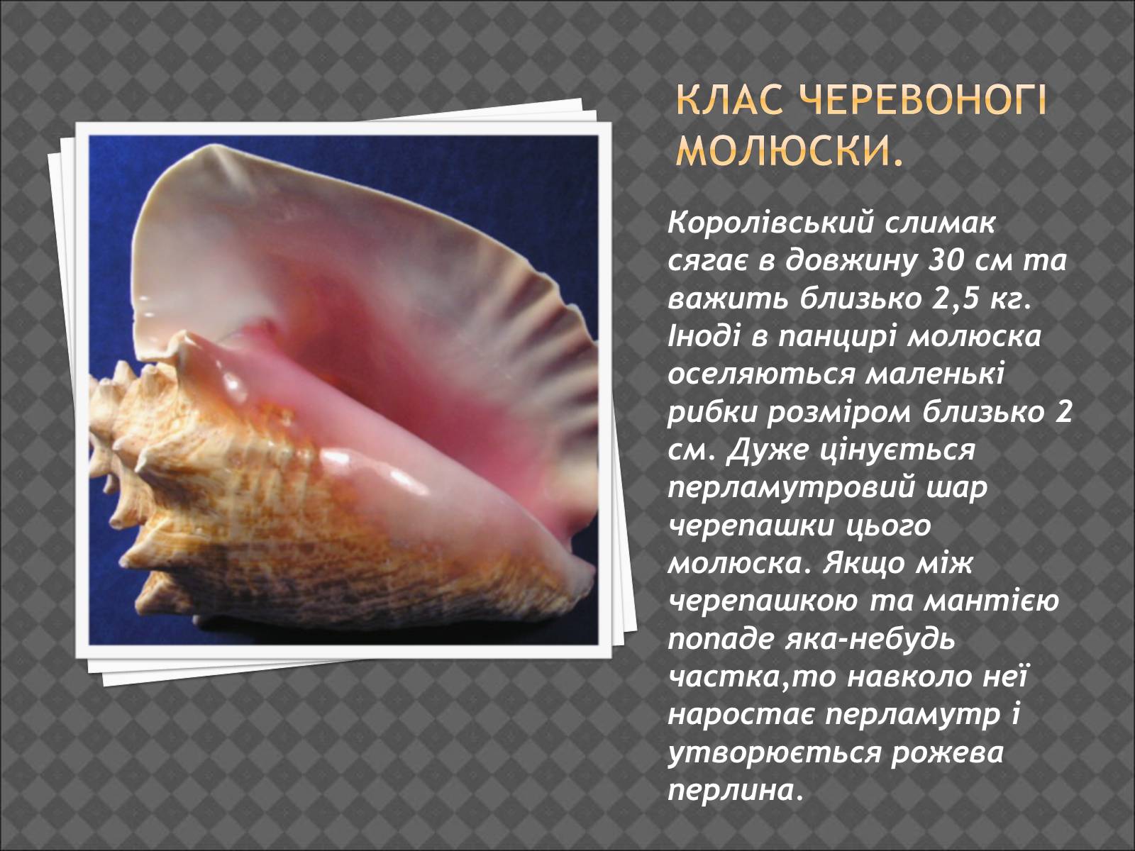 Презентація на тему «Тип Молюски. Різноманітність» - Слайд #4 Презентація на тему «Тип Молюски. Різноманітність» - Слайд #4