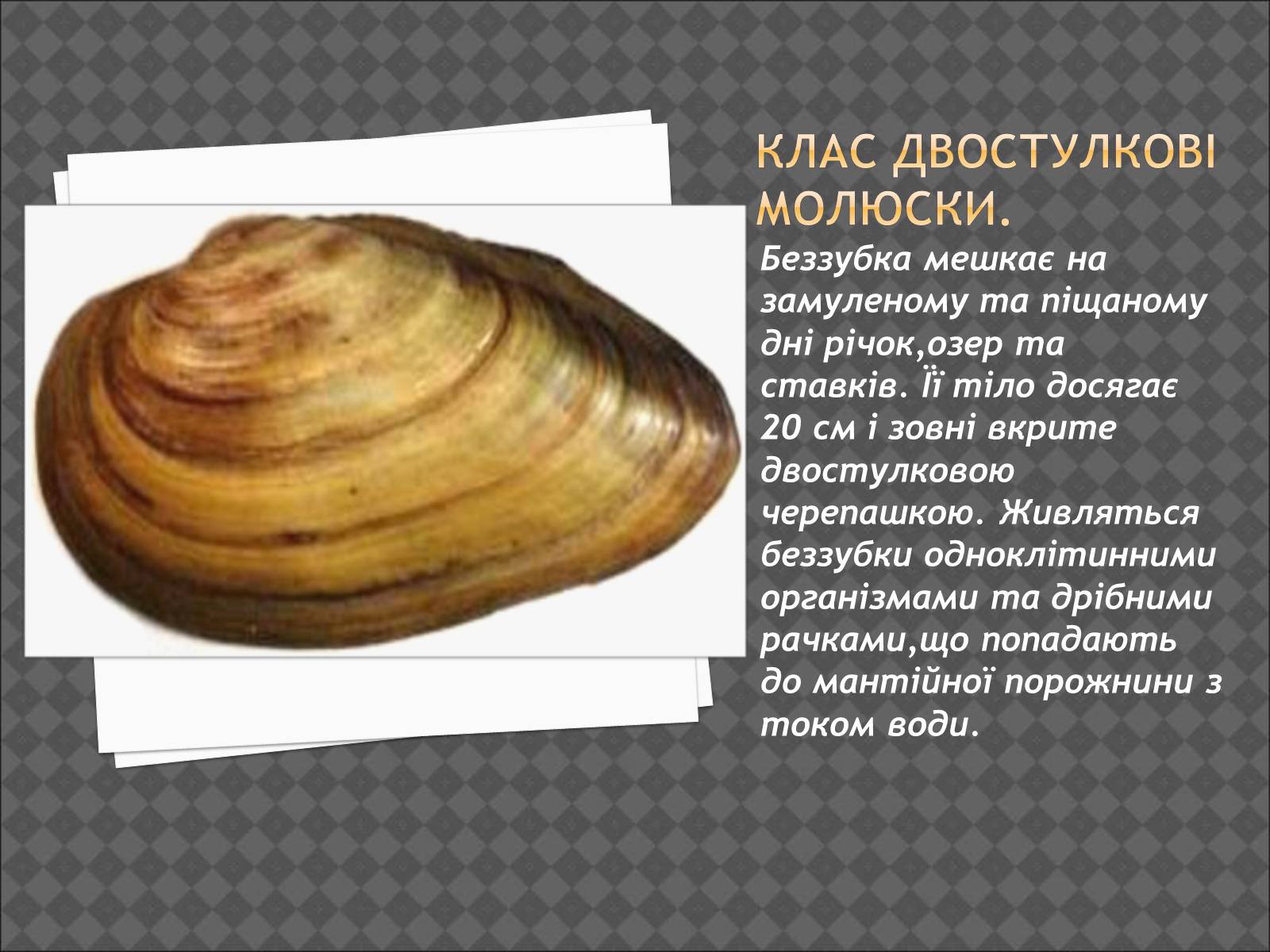 Презентація на тему «Тип Молюски. Різноманітність» - Слайд #5 Презентація на тему «Тип Молюски. Різноманітність» - Слайд #5