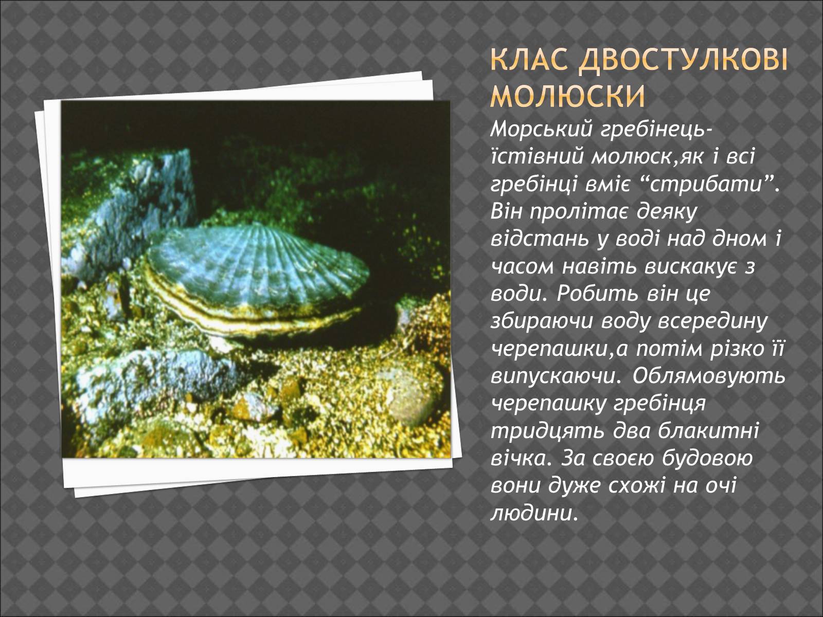 Презентація на тему «Тип Молюски. Різноманітність» - Слайд #9 Презентація на тему «Тип Молюски. Різноманітність» - Слайд #9