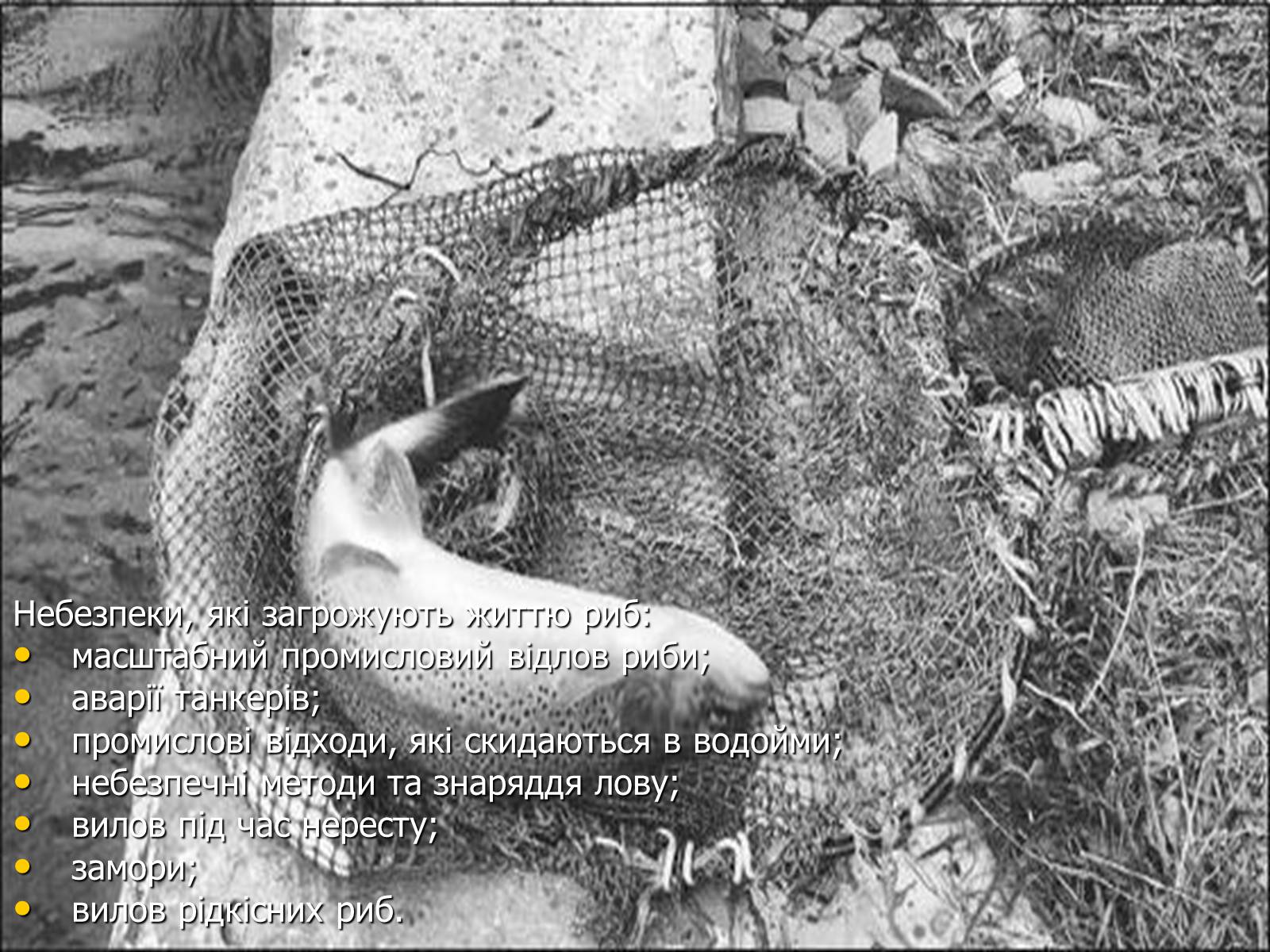 Презентація на тему «Значення риб у природі та житті людини» - Слайд #8 Презентація на тему «Значення риб у природі та житті людини» - Слайд #8