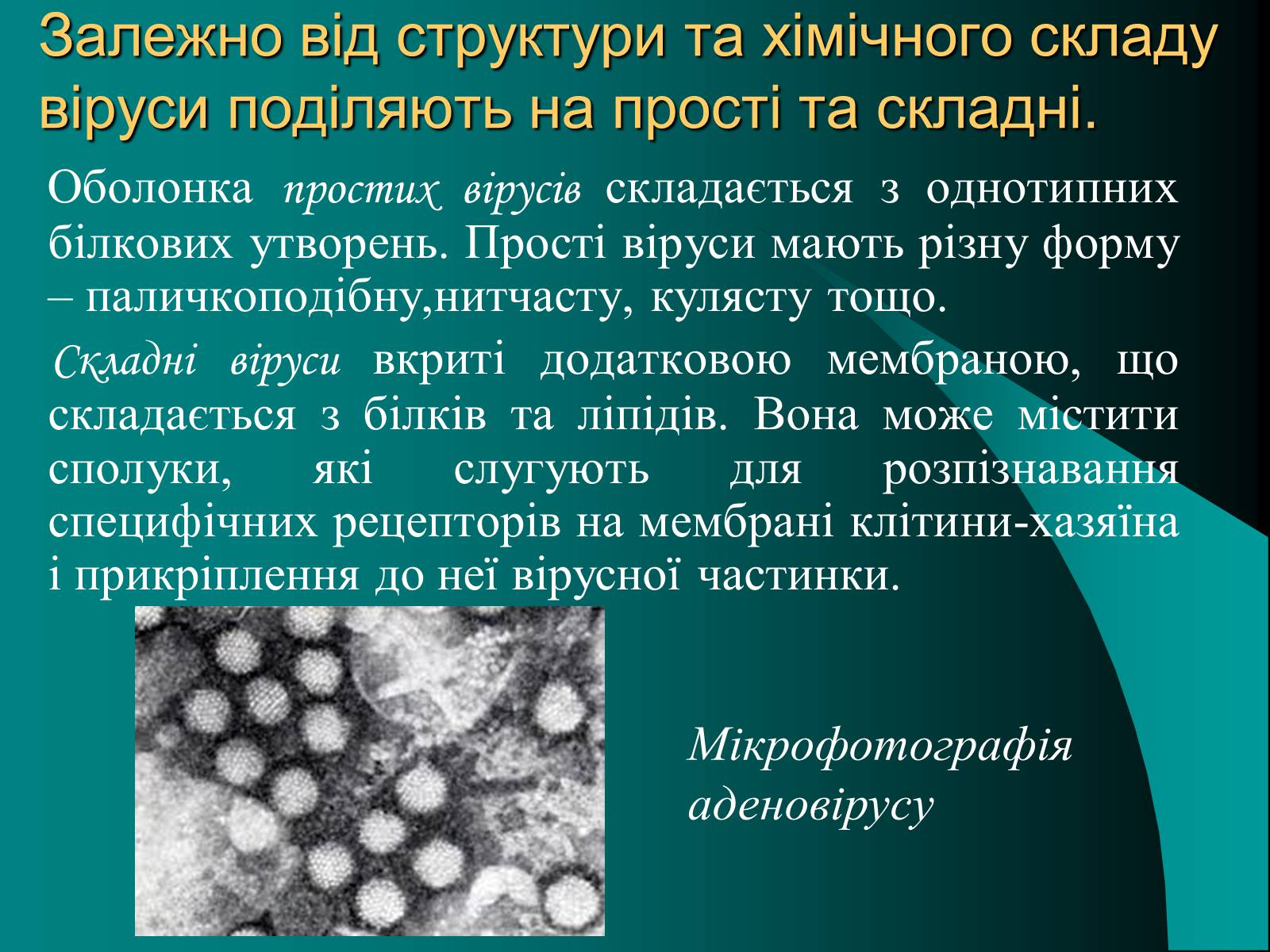 Презентація на тему «Віруси» (варіант 10) - Слайд #6 Презентація на тему «Віруси» (варіант 10) - Слайд #6