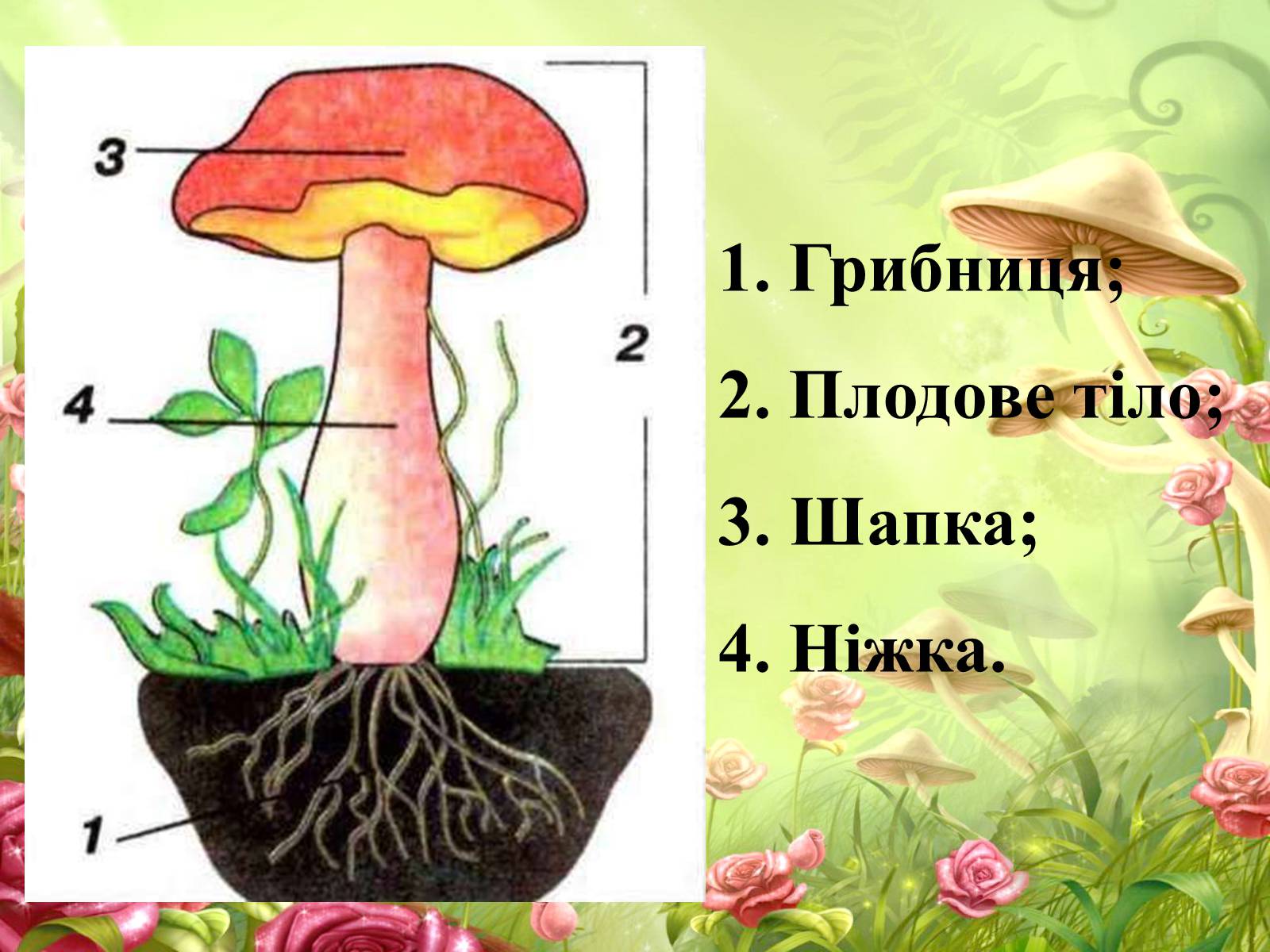 Презентація на тему «Гриби» (варіант 4) - Слайд #11 Презентація на тему «Гриби» (варіант 4) - Слайд #11