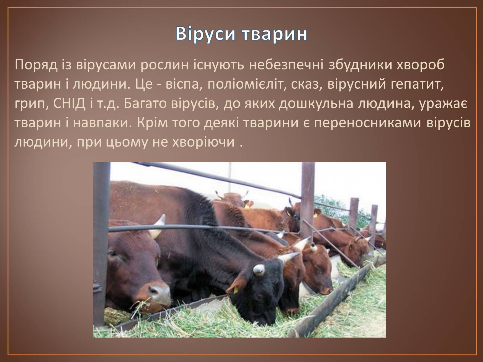 Презентація на тему «Роль вірусів у природі і житті людини» (варіант 1) - Слайд #14 Презентація на тему «Роль вірусів у природі і житті людини» (варіант 1) - Слайд #14