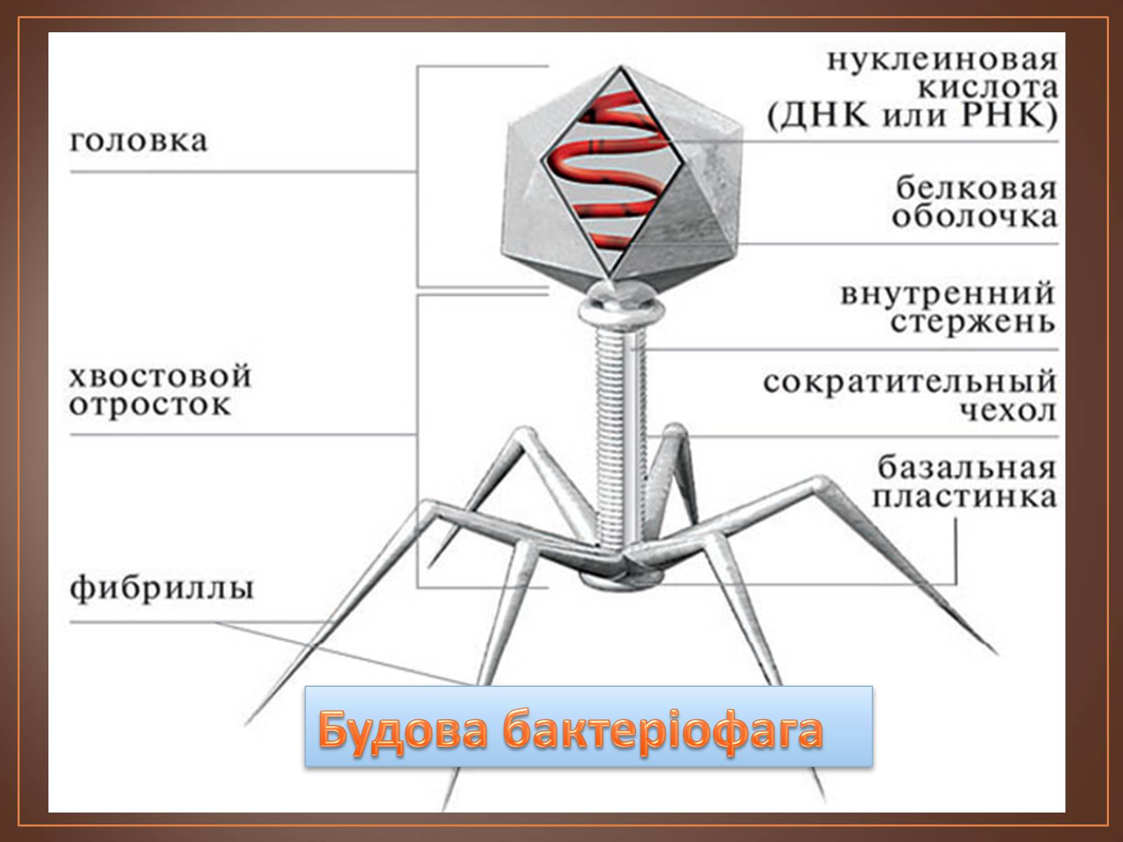 Презентація на тему «Роль вірусів у природі і житті людини» (варіант 1) - Слайд #7 Презентація на тему «Роль вірусів у природі і житті людини» (варіант 1) - Слайд #7