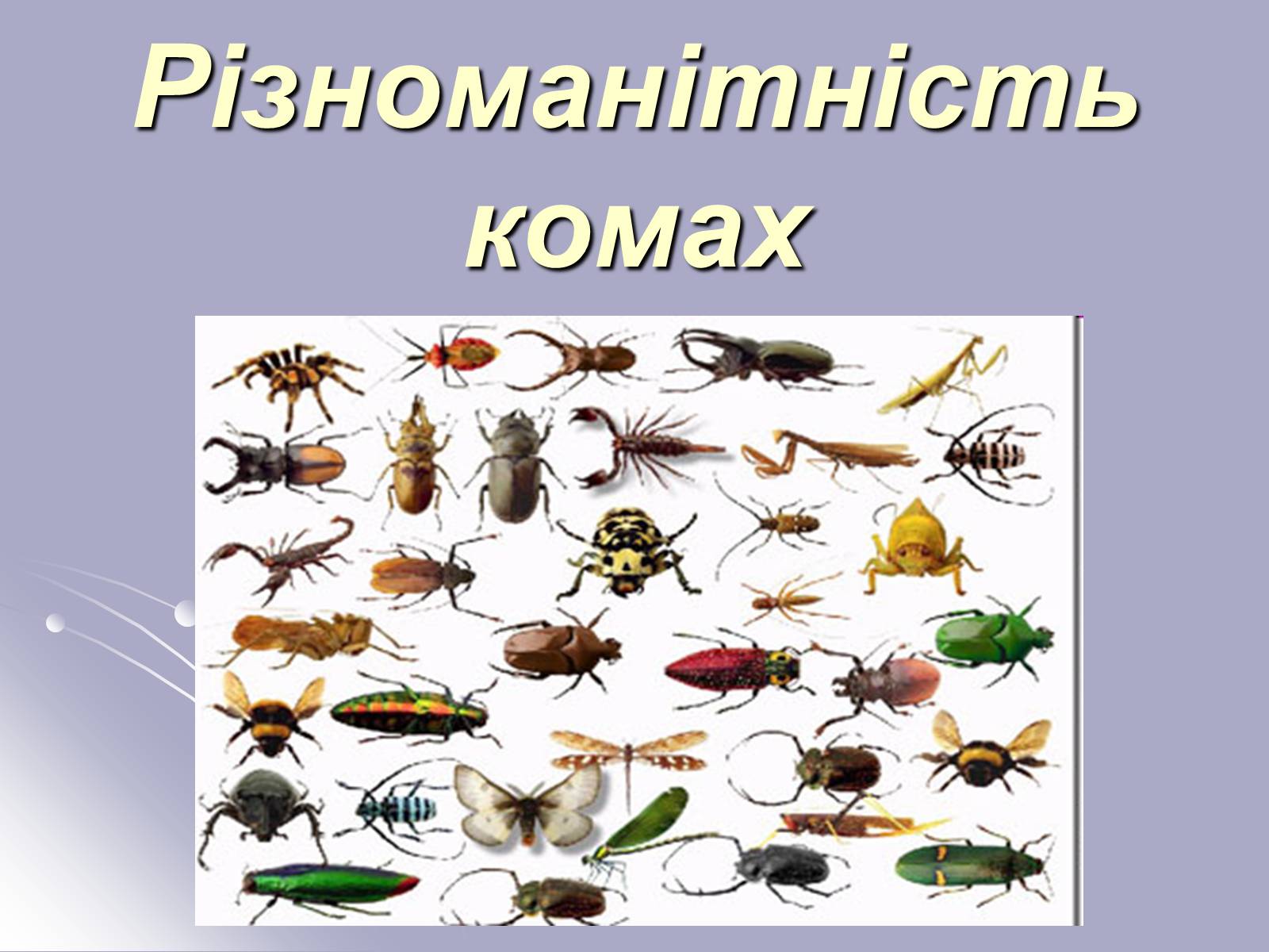 Презентація на тему «Різноманітність комах» - Слайд #1 Презентація на тему «Різноманітність комах» - Слайд #1
