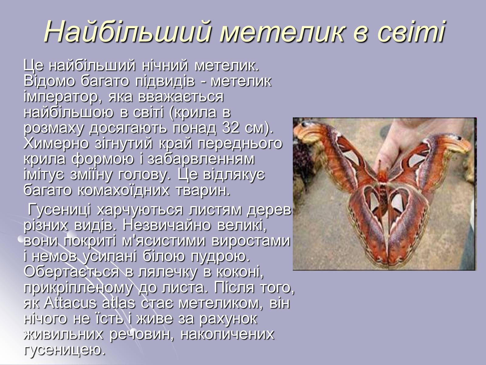 Презентація на тему «Різноманітність комах» - Слайд #13 Презентація на тему «Різноманітність комах» - Слайд #13