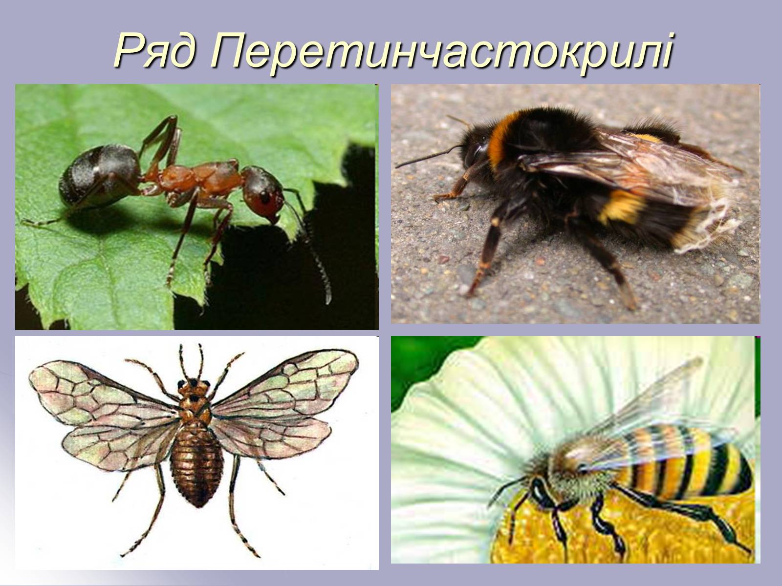 Презентація на тему «Різноманітність комах» - Слайд #17 Презентація на тему «Різноманітність комах» - Слайд #17
