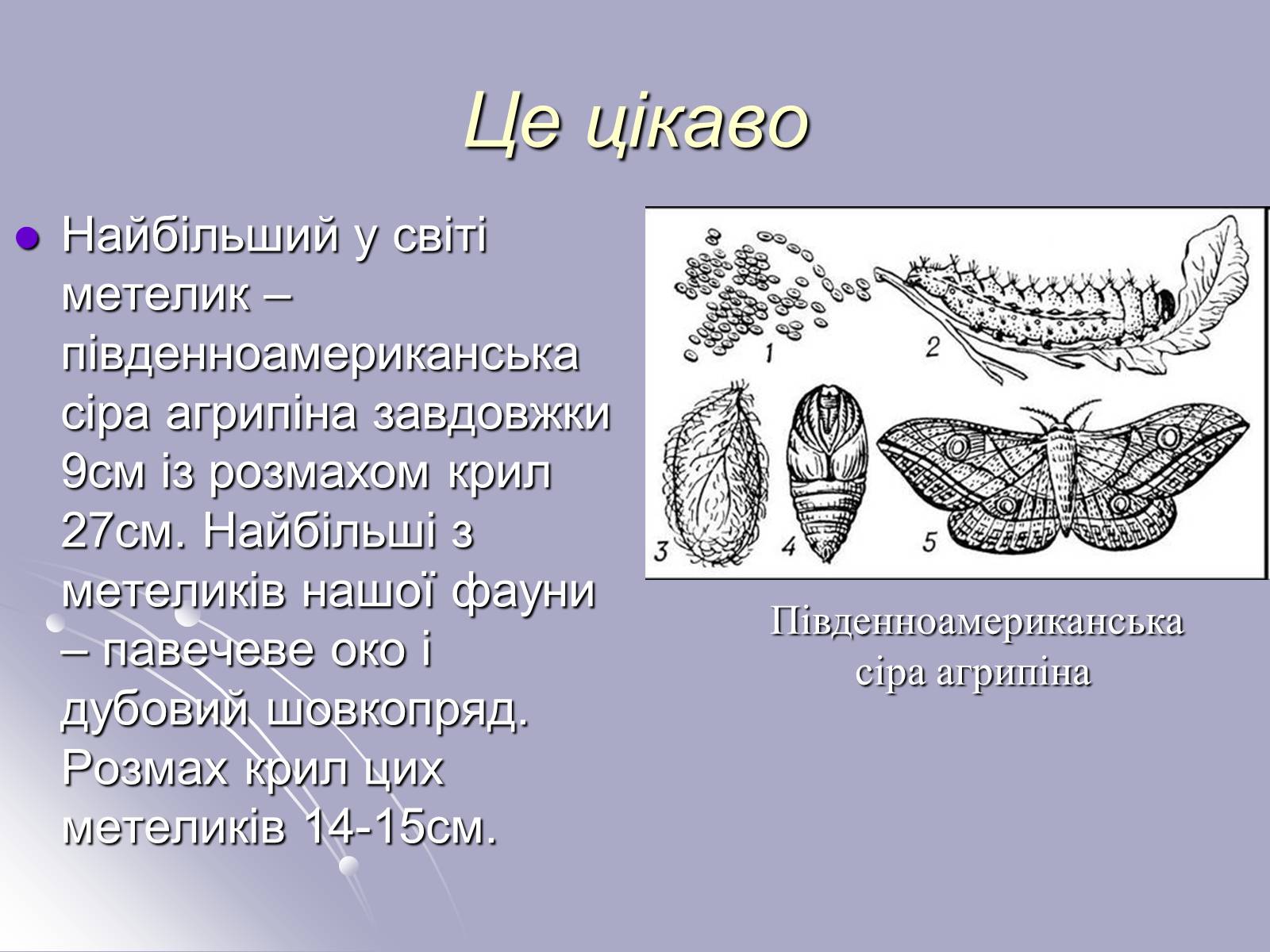 Презентація на тему «Різноманітність комах» - Слайд #20 Презентація на тему «Різноманітність комах» - Слайд #20