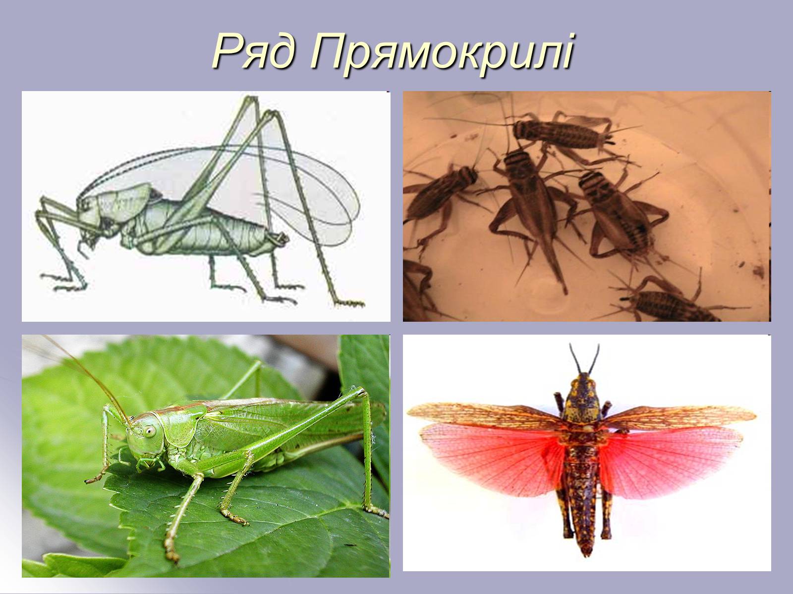 Презентація на тему «Різноманітність комах» - Слайд #5 Презентація на тему «Різноманітність комах» - Слайд #5