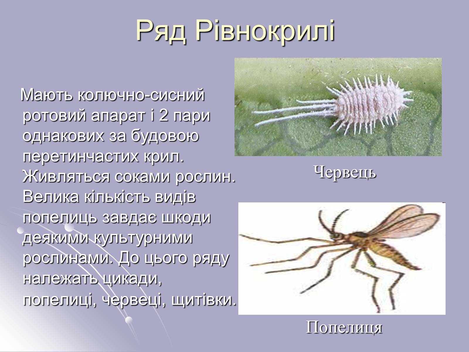 Презентація на тему «Різноманітність комах» - Слайд #6 Презентація на тему «Різноманітність комах» - Слайд #6