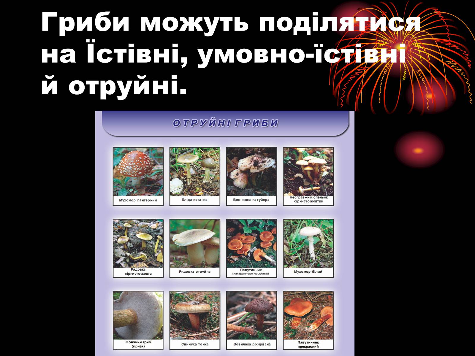 Презентація на тему «Царство Гриби» - Слайд #6 Презентація на тему «Царство Гриби» - Слайд #6