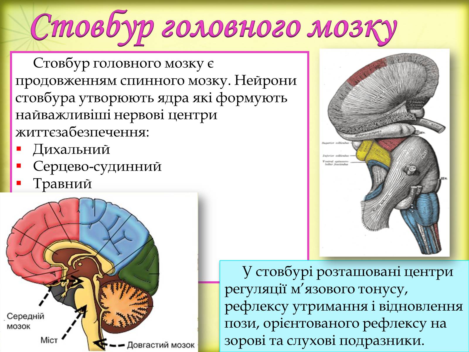 Презентація на тему «Головний мозок» (варіант 3) - Слайд #10 Презентація на тему «Головний мозок» (варіант 3) - Слайд #10