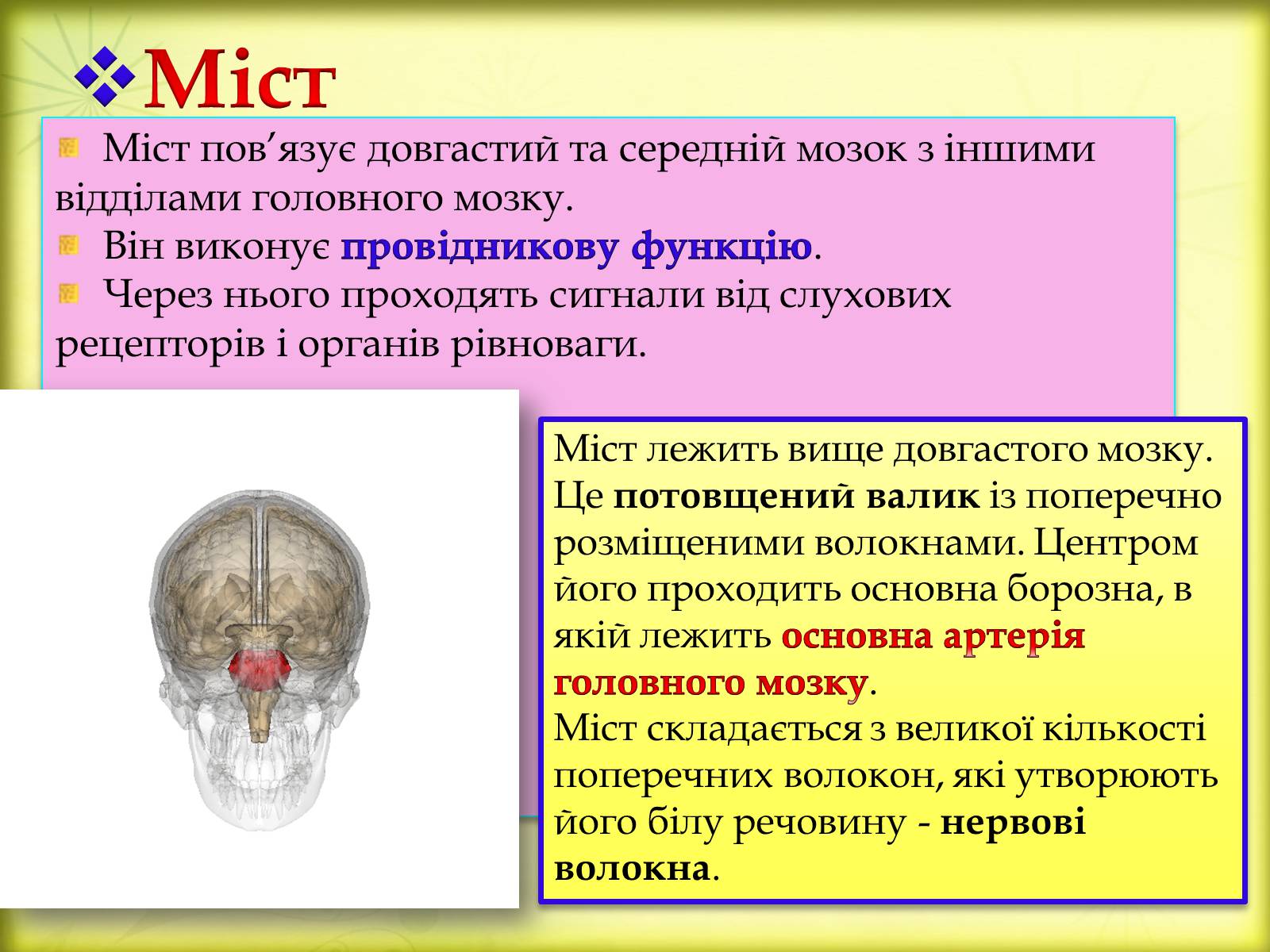 Презентація на тему «Головний мозок» (варіант 3) - Слайд #12 Презентація на тему «Головний мозок» (варіант 3) - Слайд #12