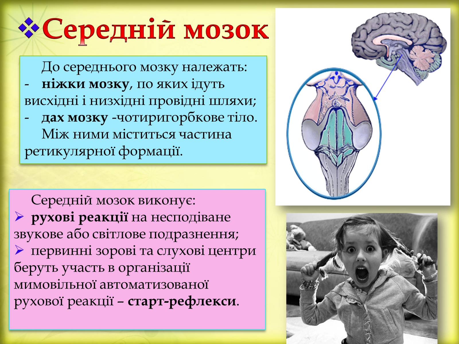 Презентація на тему «Головний мозок» (варіант 3) - Слайд #13 Презентація на тему «Головний мозок» (варіант 3) - Слайд #13