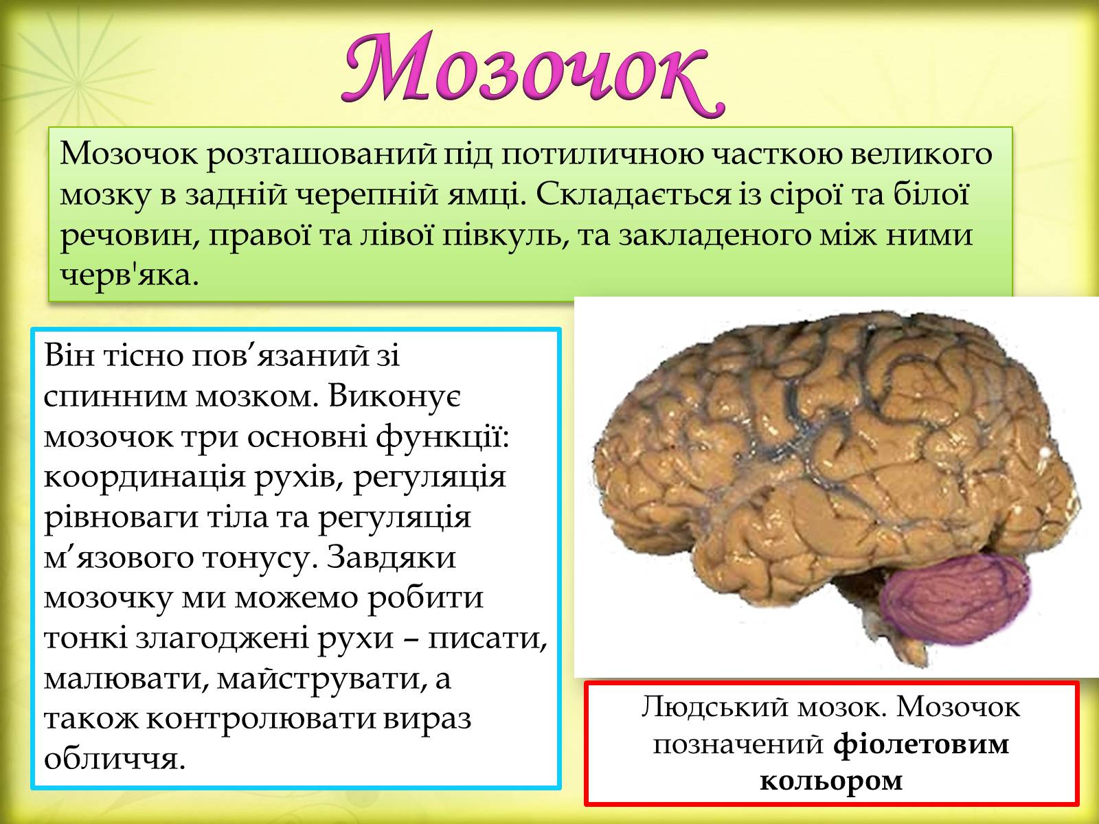 Презентація на тему «Головний мозок» (варіант 3) - Слайд #15 Презентація на тему «Головний мозок» (варіант 3) - Слайд #15