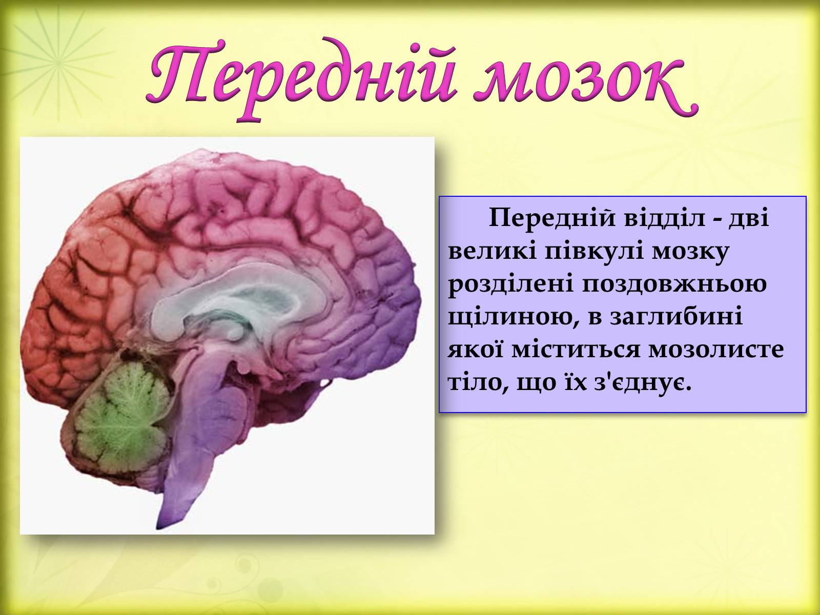 Презентація на тему «Головний мозок» (варіант 3) - Слайд #17 Презентація на тему «Головний мозок» (варіант 3) - Слайд #17