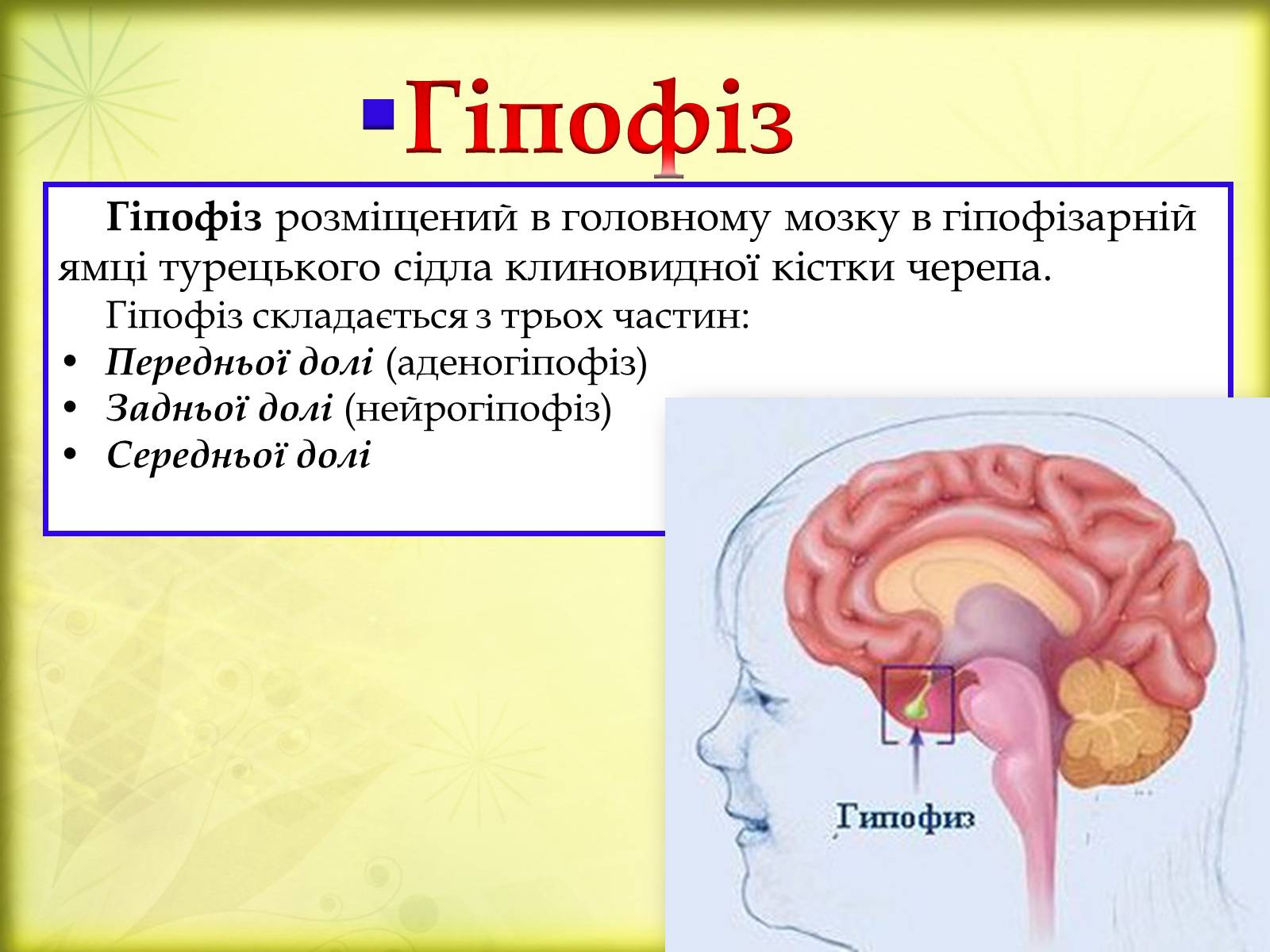 Презентація на тему «Головний мозок» (варіант 3) - Слайд #22 Презентація на тему «Головний мозок» (варіант 3) - Слайд #22