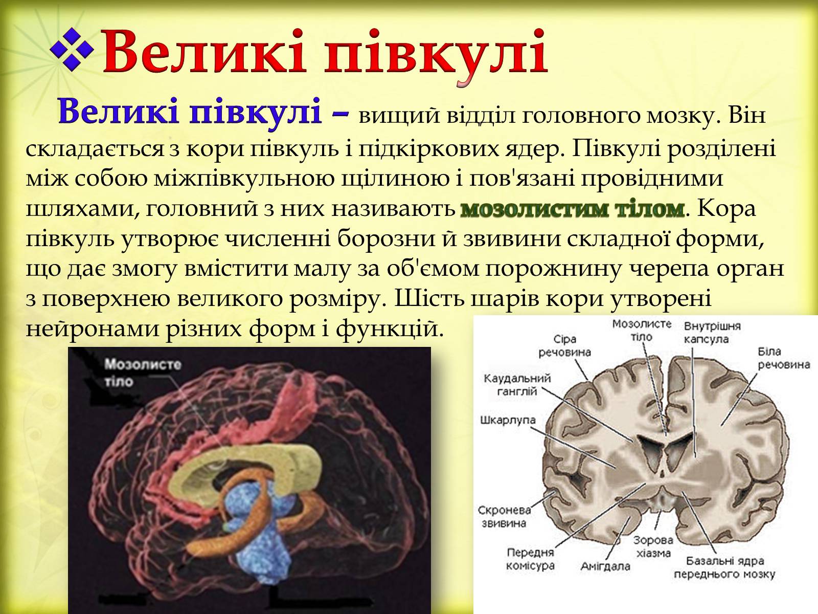 Презентація на тему «Головний мозок» (варіант 3) - Слайд #23 Презентація на тему «Головний мозок» (варіант 3) - Слайд #23