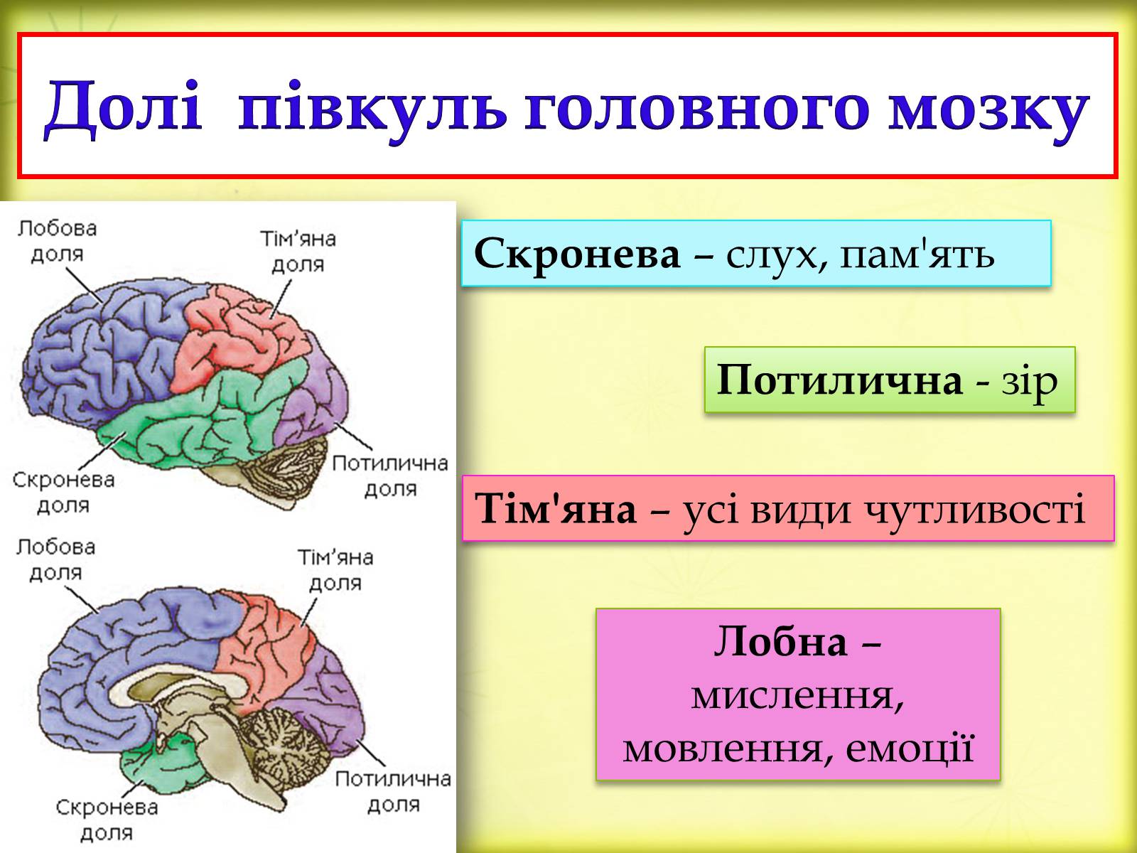 Презентація на тему «Головний мозок» (варіант 3) - Слайд #25 Презентація на тему «Головний мозок» (варіант 3) - Слайд #25