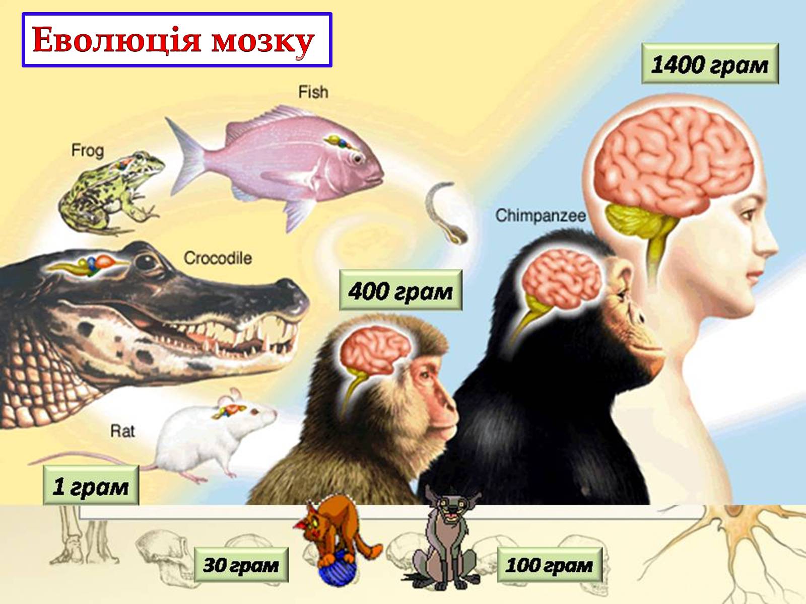Презентація на тему «Головний мозок» (варіант 3) - Слайд #3 Презентація на тему «Головний мозок» (варіант 3) - Слайд #3