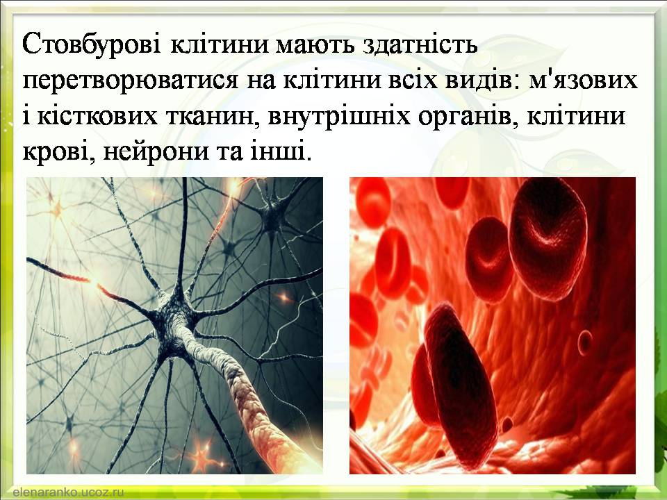 Презентація на тему «Гістотехнології.Штучні тканини» - Слайд #10 Презентація на тему «Гістотехнології.Штучні тканини» - Слайд #10