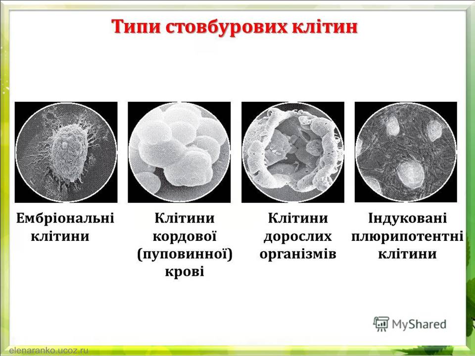 Презентація на тему «Гістотехнології.Штучні тканини» - Слайд #12 Презентація на тему «Гістотехнології.Штучні тканини» - Слайд #12