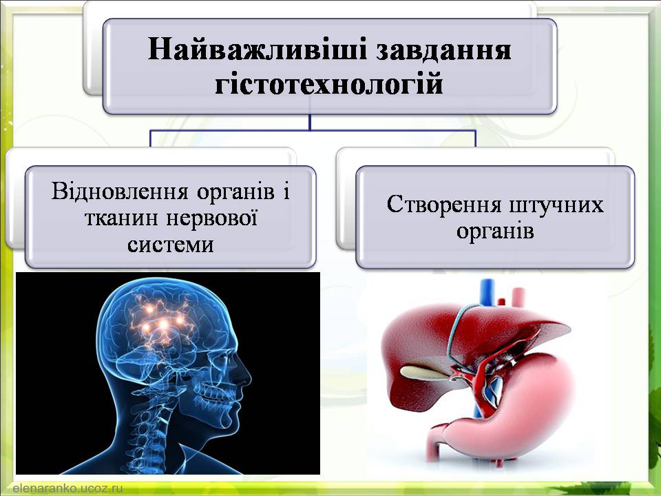 Презентація на тему «Гістотехнології.Штучні тканини» - Слайд #4 Презентація на тему «Гістотехнології.Штучні тканини» - Слайд #4