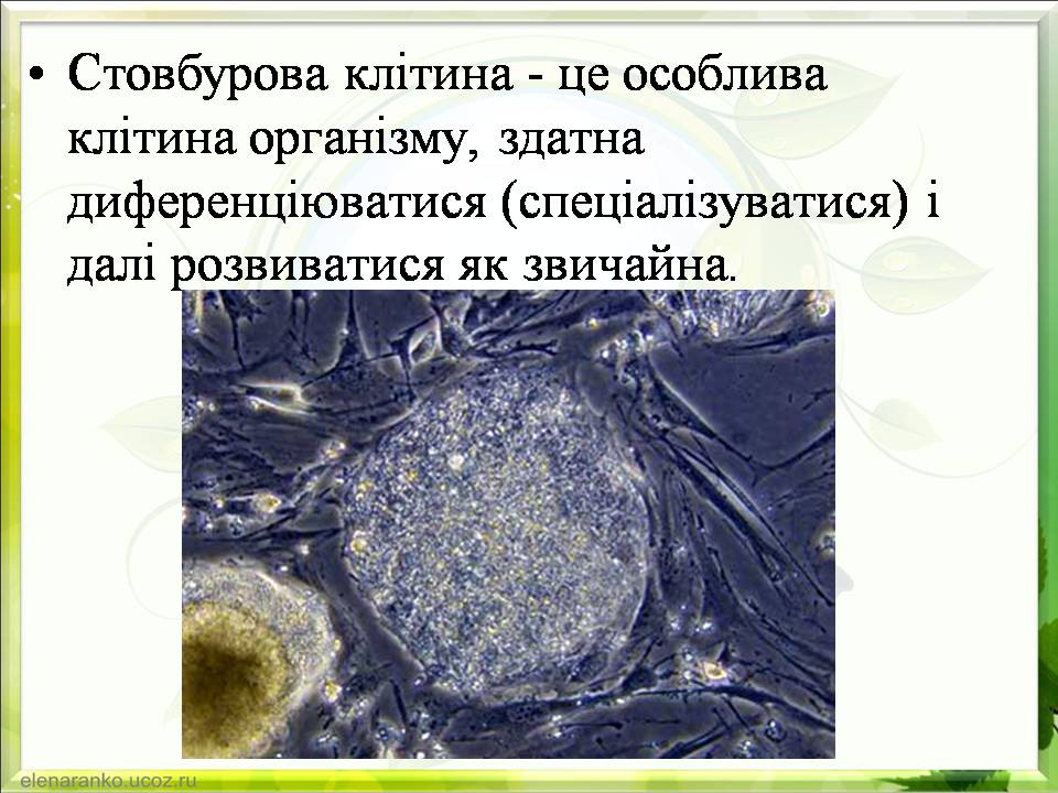 Презентація на тему «Гістотехнології.Штучні тканини» - Слайд #7 Презентація на тему «Гістотехнології.Штучні тканини» - Слайд #7