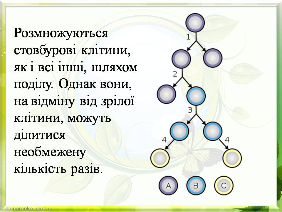 Презентація на тему «Гістотехнології.Штучні тканини» - Слайд #8 Презентація на тему «Гістотехнології.Штучні тканини» - Слайд #8
