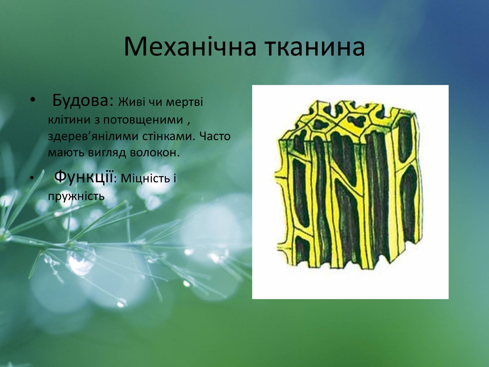 Презентація на тему «Тканини рослин» - Слайд #10 Презентація на тему «Тканини рослин» - Слайд #10
