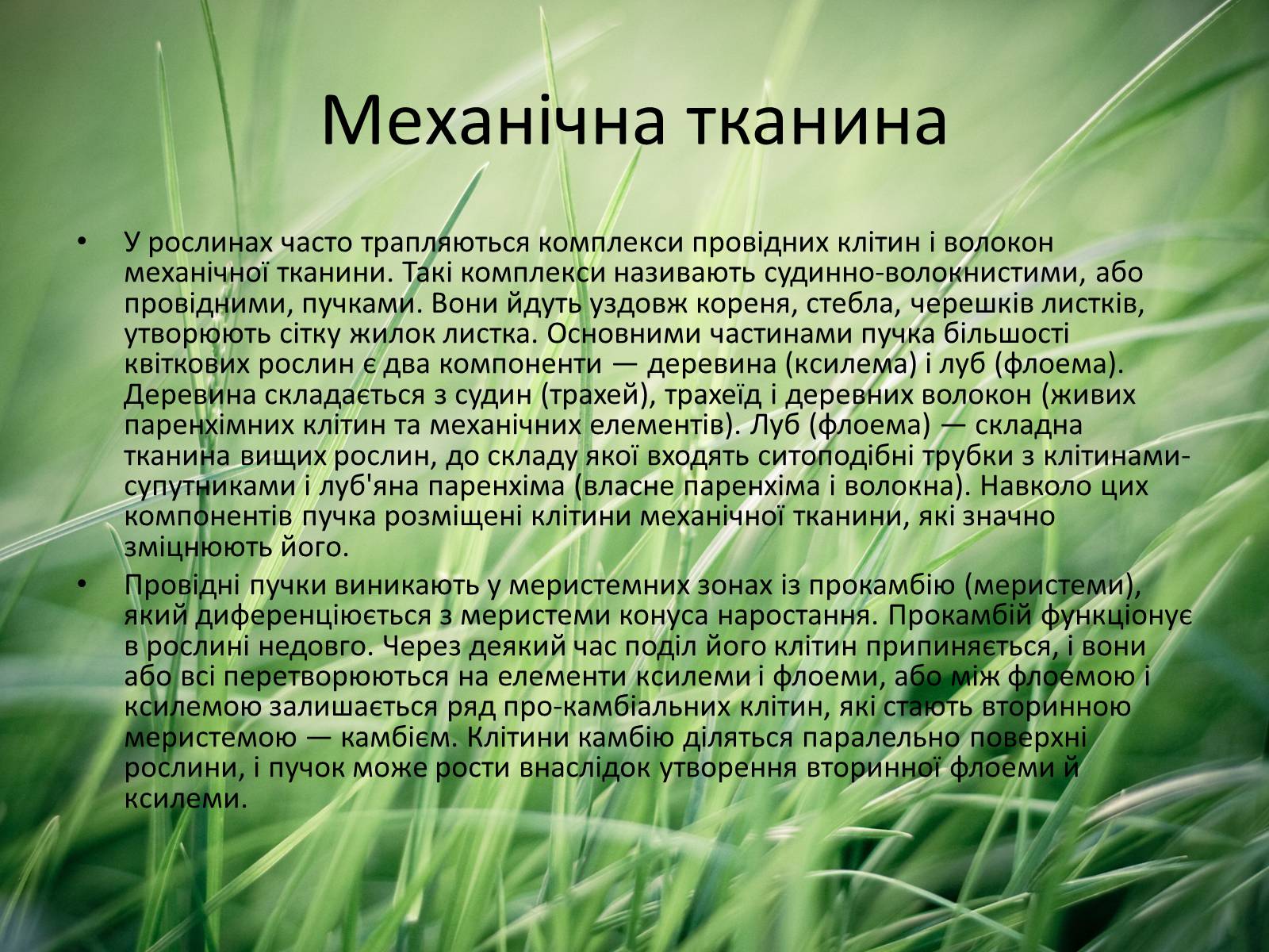 Презентація на тему «Тканини рослин» - Слайд #11 Презентація на тему «Тканини рослин» - Слайд #11