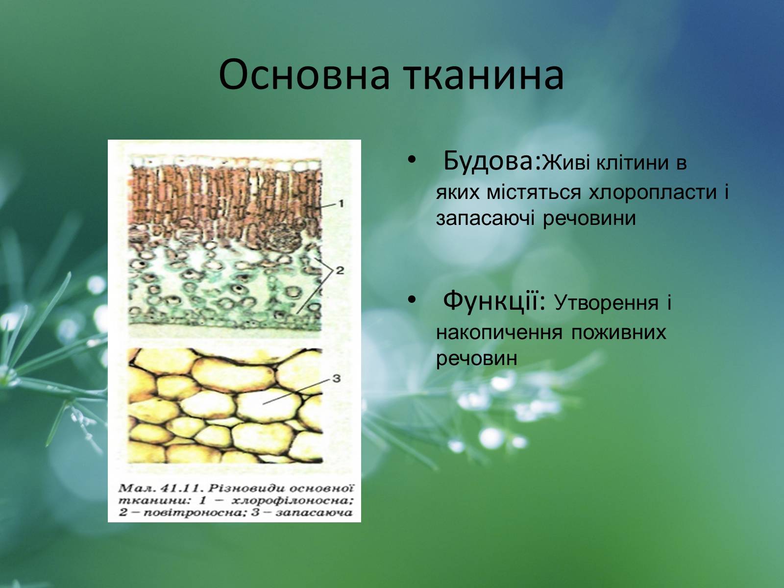 Презентація на тему «Тканини рослин» - Слайд #12 Презентація на тему «Тканини рослин» - Слайд #12