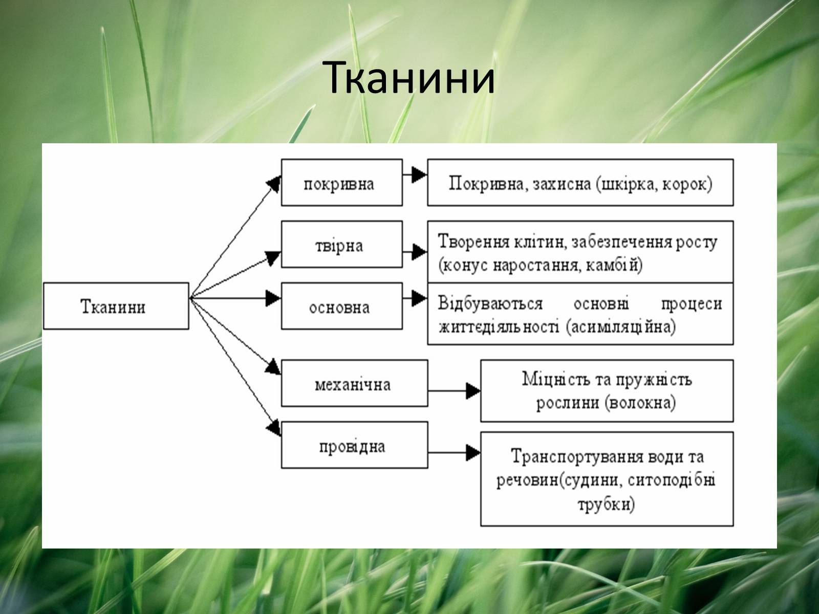 Презентація на тему «Тканини рослин» - Слайд #3 Презентація на тему «Тканини рослин» - Слайд #3