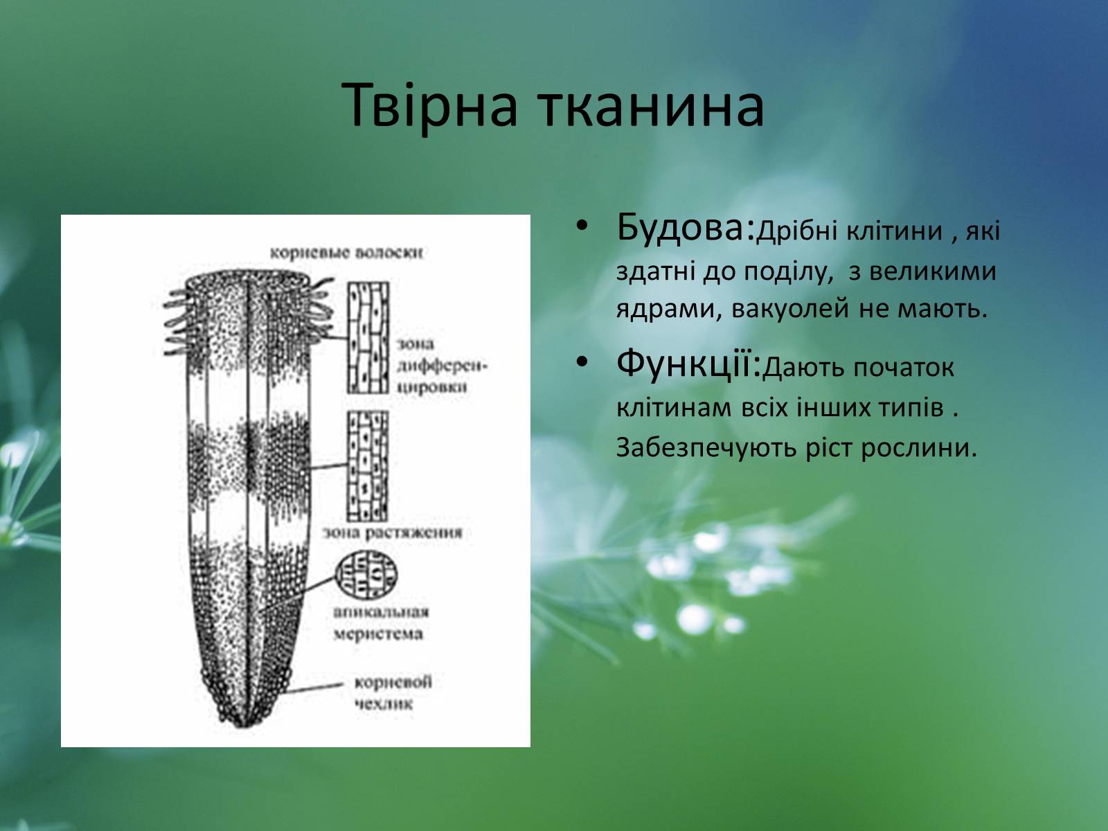 Презентація на тему «Тканини рослин» - Слайд #4 Презентація на тему «Тканини рослин» - Слайд #4