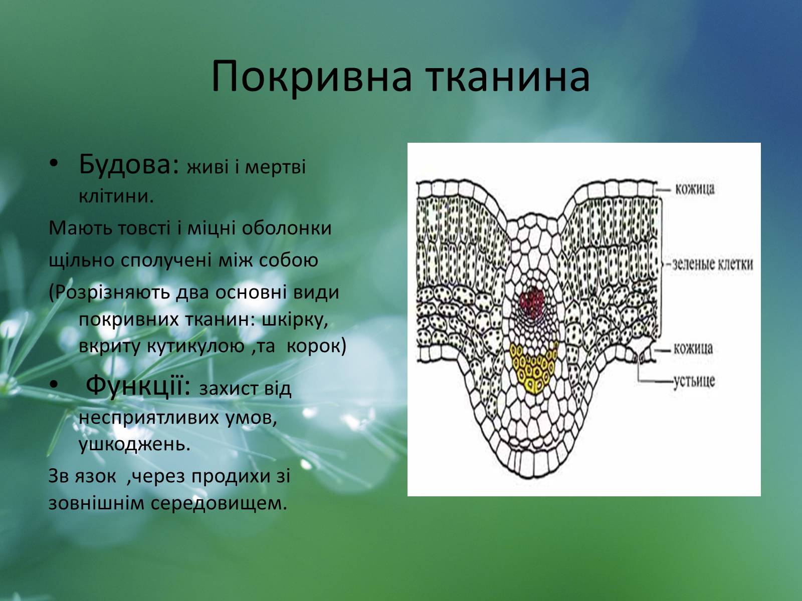 Презентація на тему «Тканини рослин» - Слайд #6 Презентація на тему «Тканини рослин» - Слайд #6