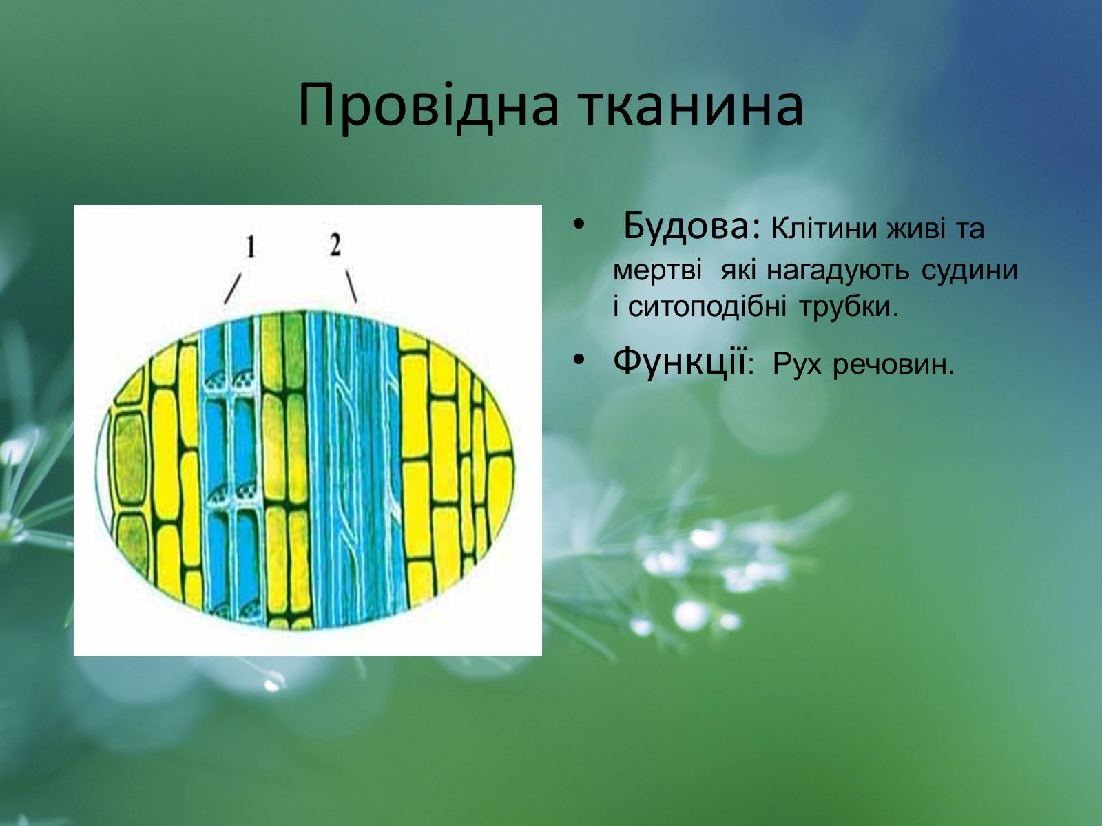Презентація на тему «Тканини рослин» - Слайд #8 Презентація на тему «Тканини рослин» - Слайд #8