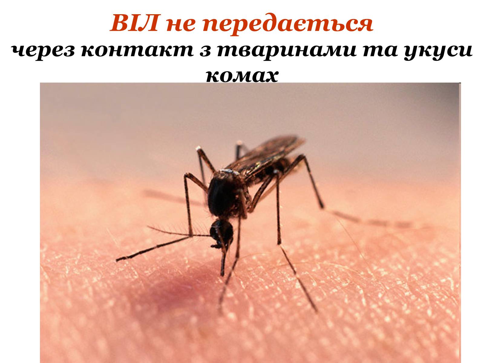 Презентація на тему «ВІЛ. СНІД. інфекції ІПСШ: шляхи передачі і методи захисту» (варіант 9) - Слайд #17 Презентація на тему «ВІЛ. СНІД. інфекції ІПСШ: шляхи передачі і методи захисту» (варіант 9) - Слайд #17