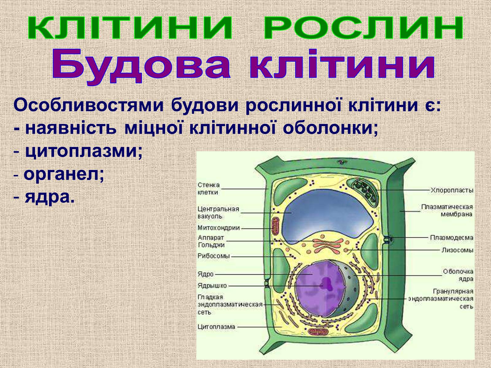 Презентація на тему «Клітина Рослини» - Слайд #10 Презентація на тему «Клітина Рослини» - Слайд #10