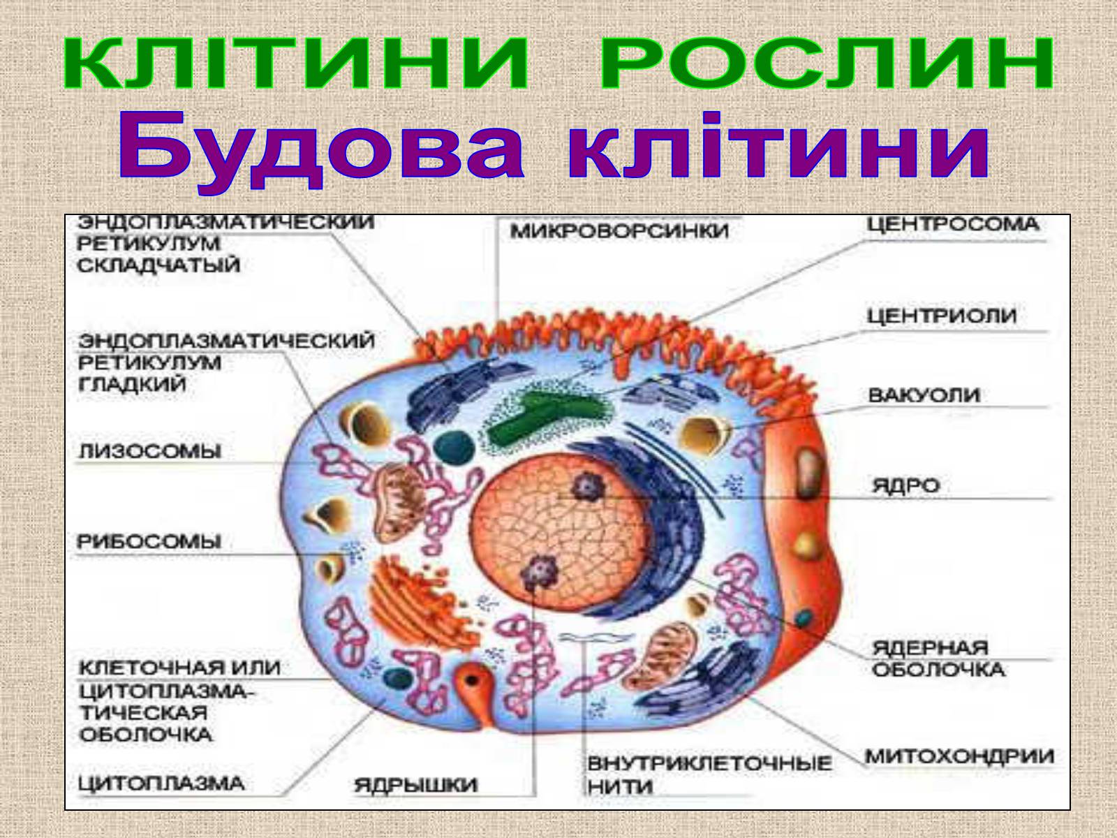 Презентація на тему «Клітина Рослини» - Слайд #11 Презентація на тему «Клітина Рослини» - Слайд #11