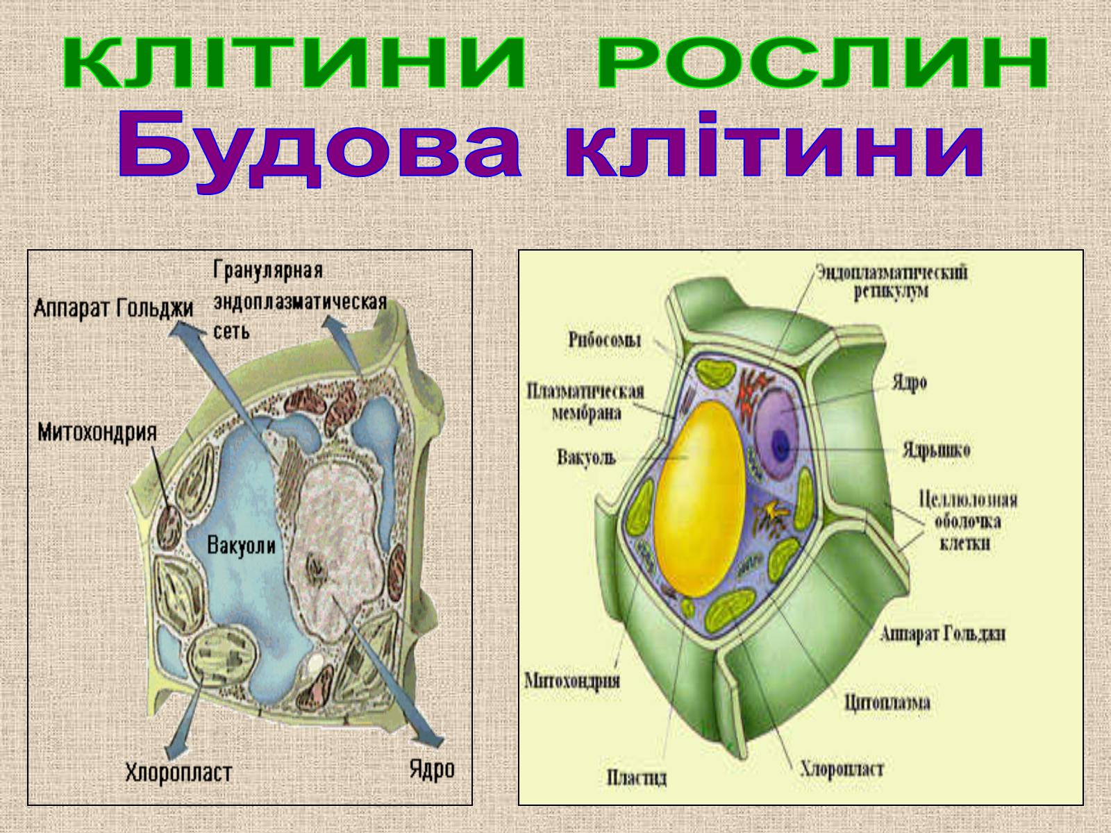 Презентація на тему «Клітина Рослини» - Слайд #12 Презентація на тему «Клітина Рослини» - Слайд #12