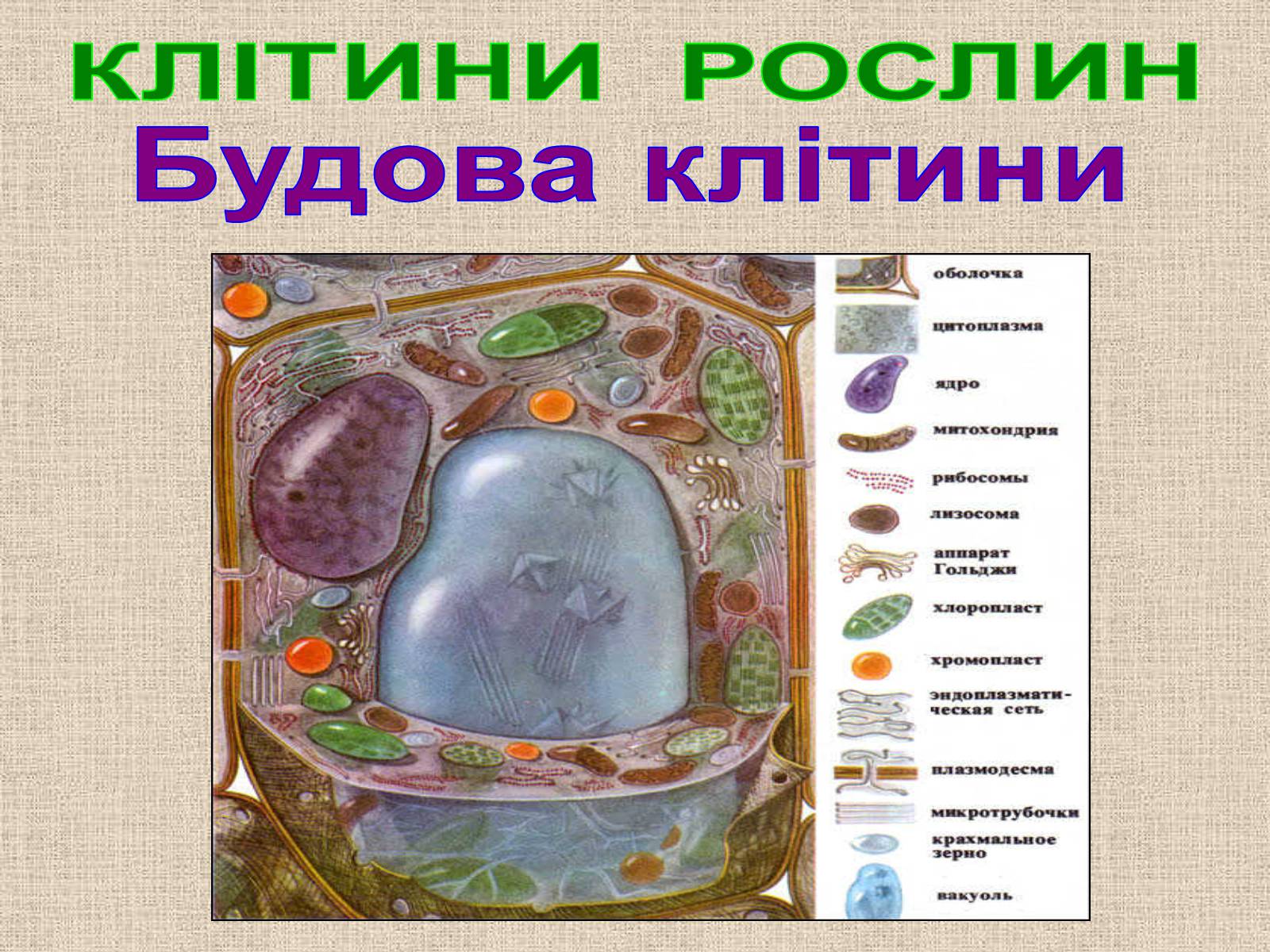 Презентація на тему «Клітина Рослини» - Слайд #13 Презентація на тему «Клітина Рослини» - Слайд #13