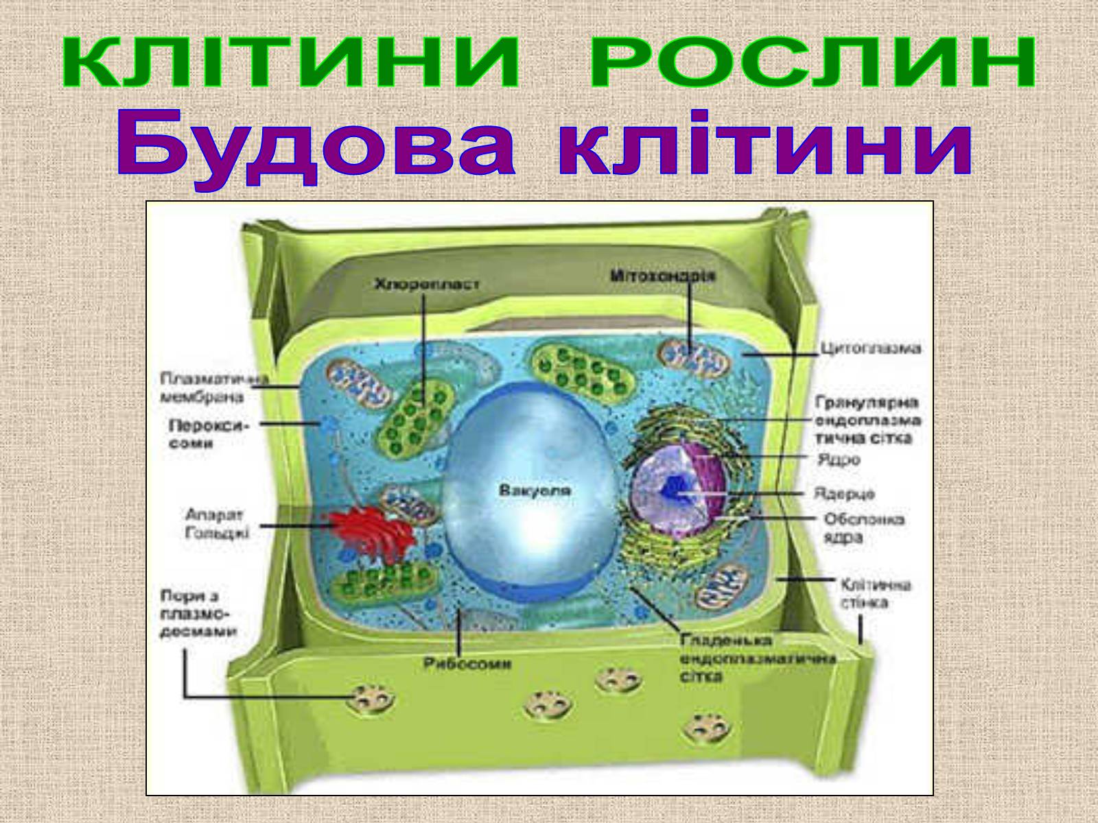 Презентація на тему «Клітина Рослини» - Слайд #14 Презентація на тему «Клітина Рослини» - Слайд #14