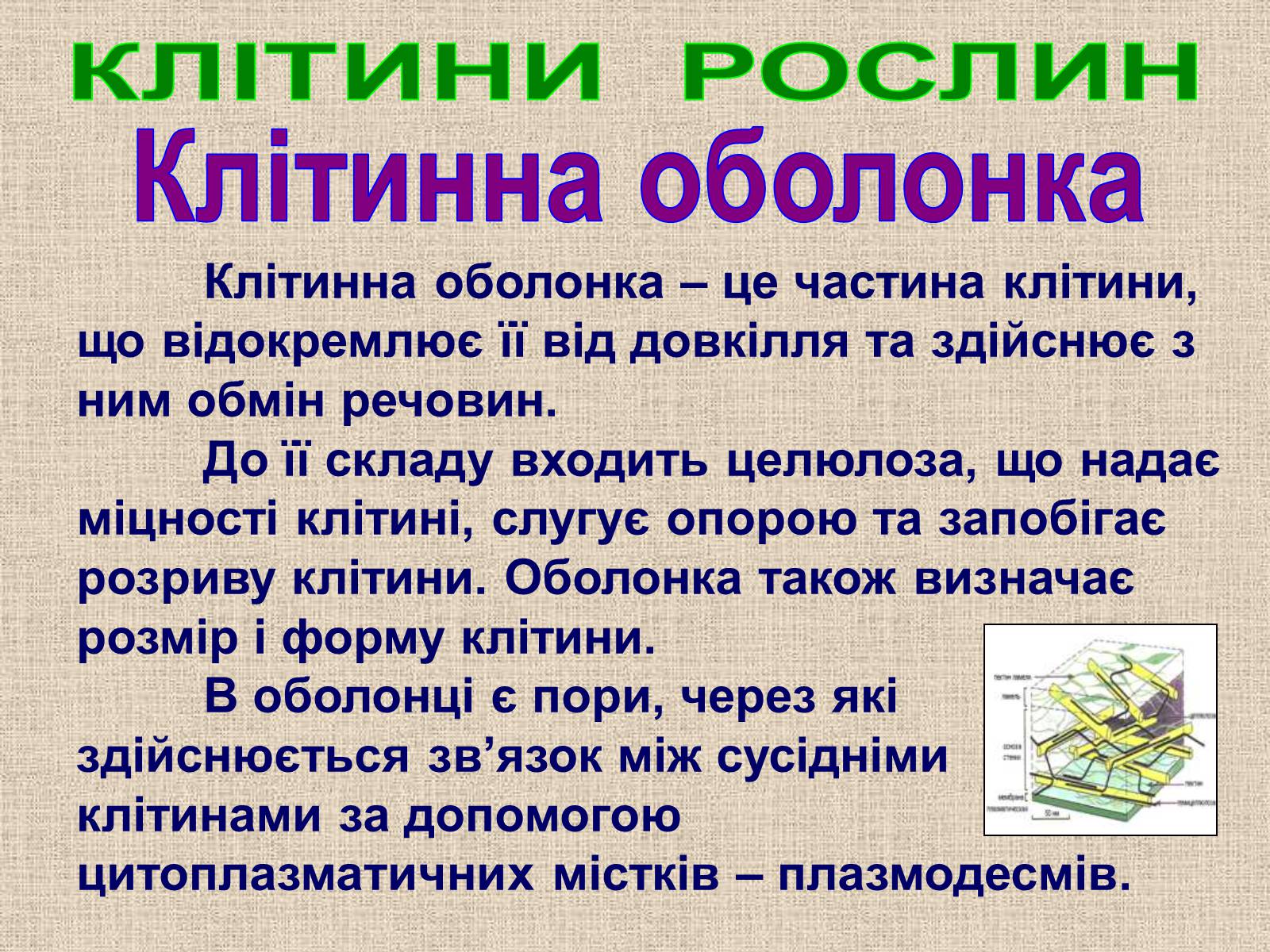 Презентація на тему «Клітина Рослини» - Слайд #17 Презентація на тему «Клітина Рослини» - Слайд #17