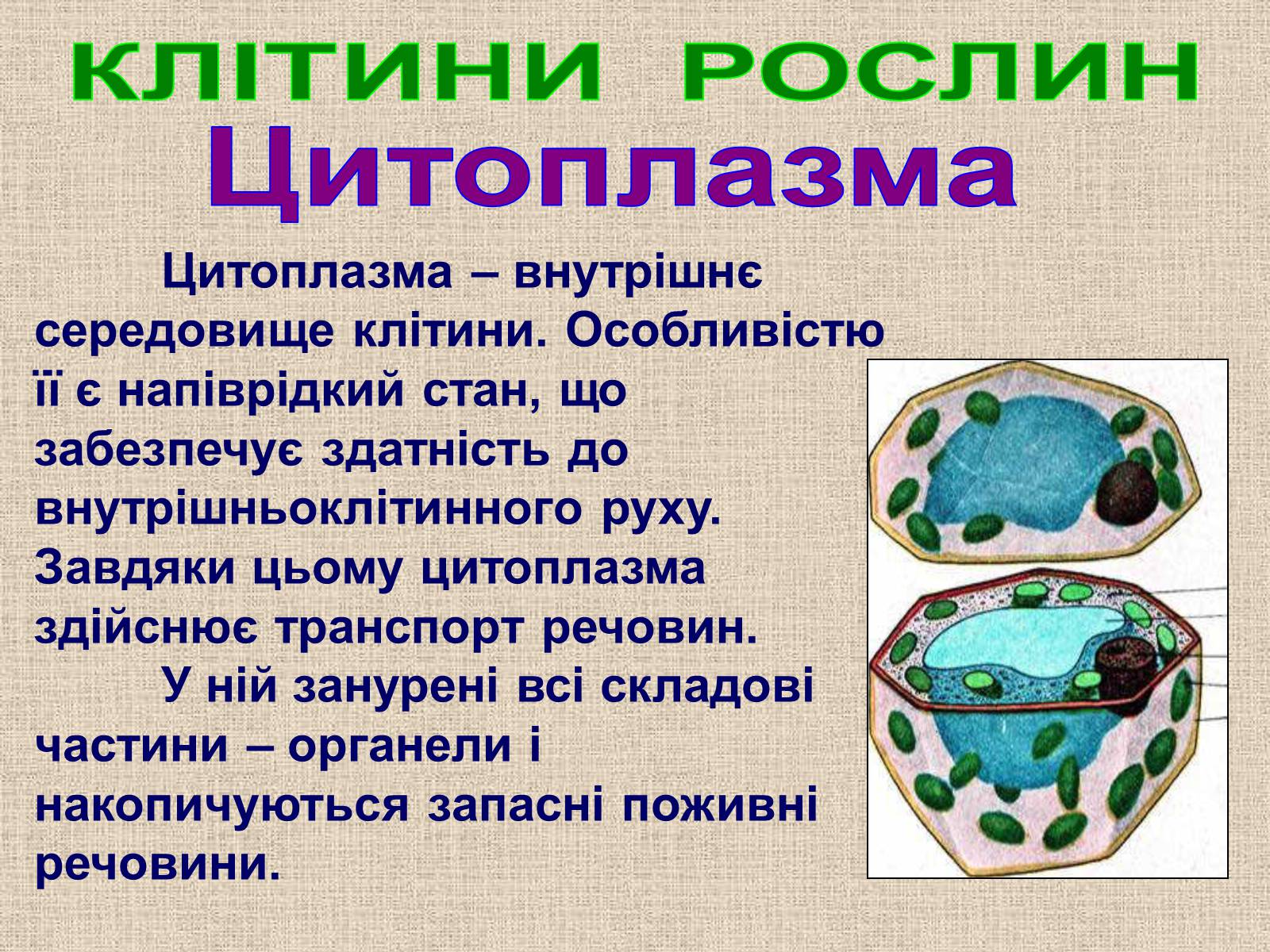 Презентація на тему «Клітина Рослини» - Слайд #18 Презентація на тему «Клітина Рослини» - Слайд #18